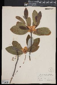 Magnolia virginiana image