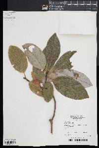 Magnolia virginiana image