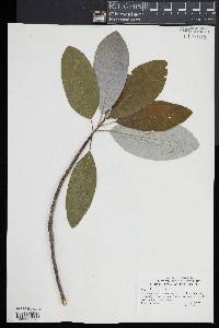 Magnolia virginiana image