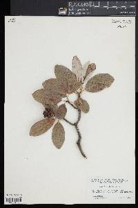 Magnolia virginiana image