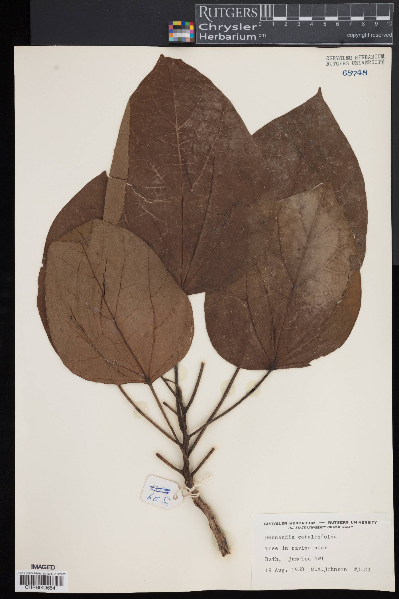 Hernandia catalpifolia image