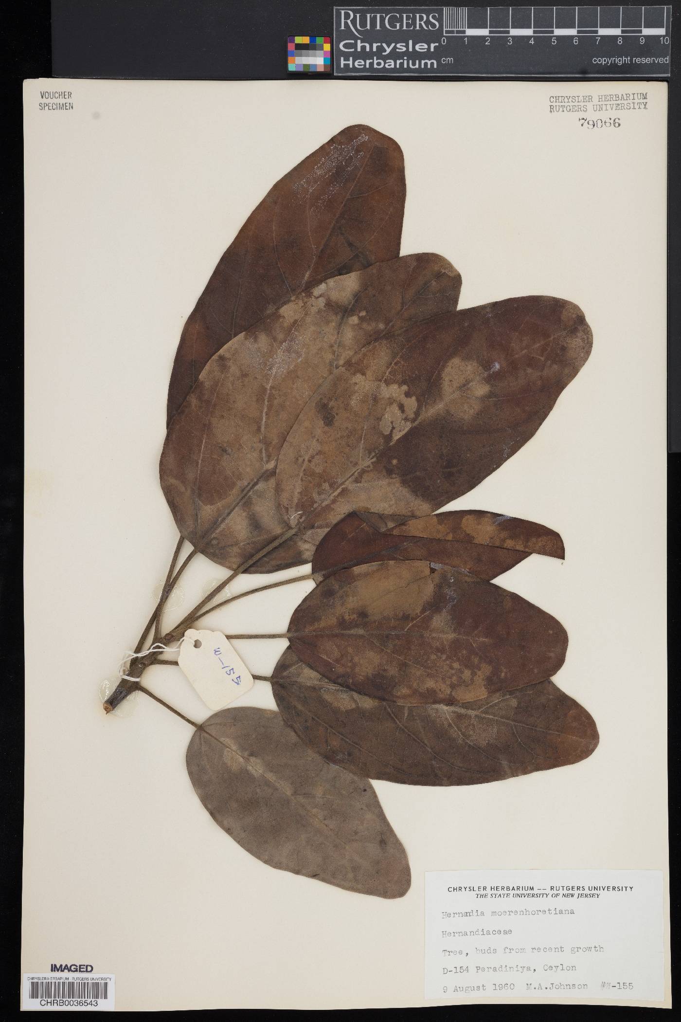 Hernandia moerenhoutiana image