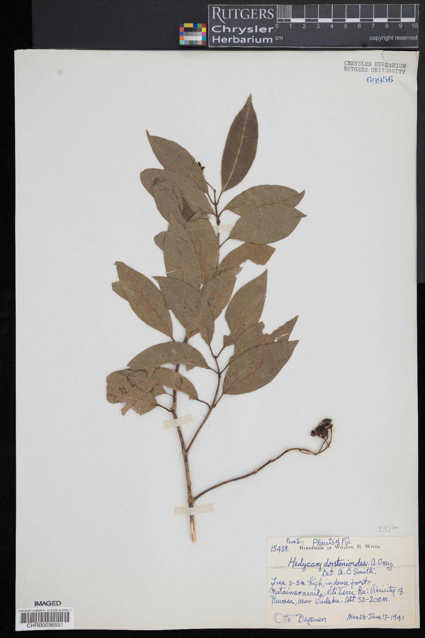 Hedycarya image