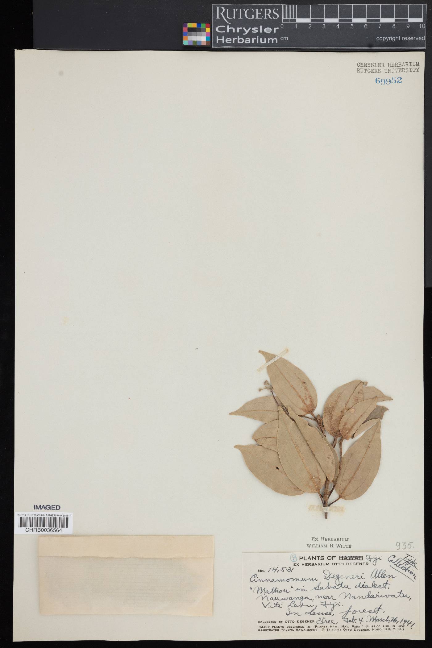 Cinnamomum degeneri image