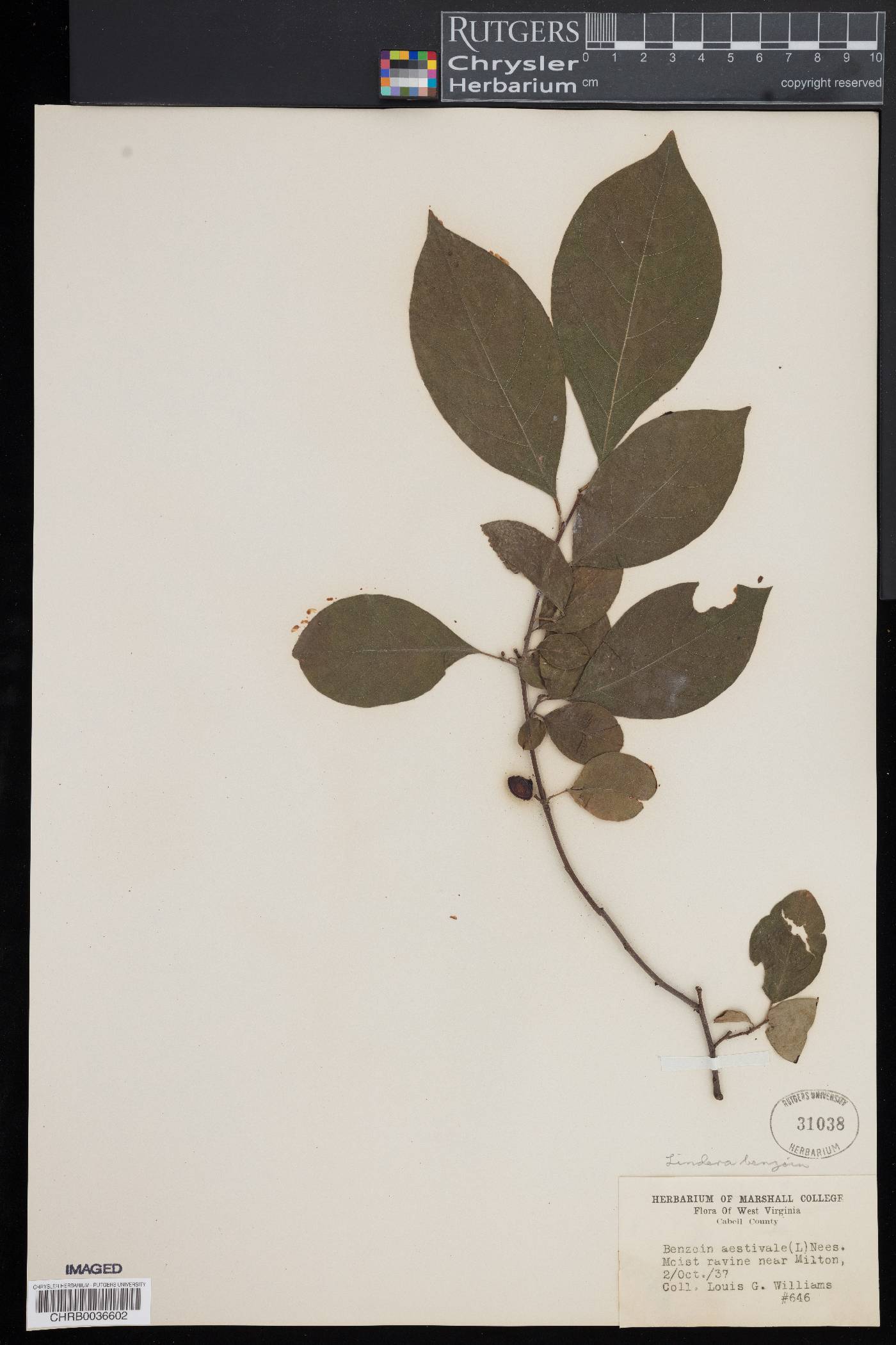 Benzoin aestivale image