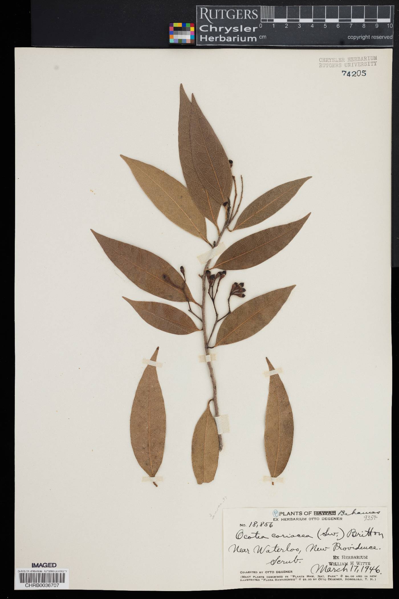 Ocotea coriacea image