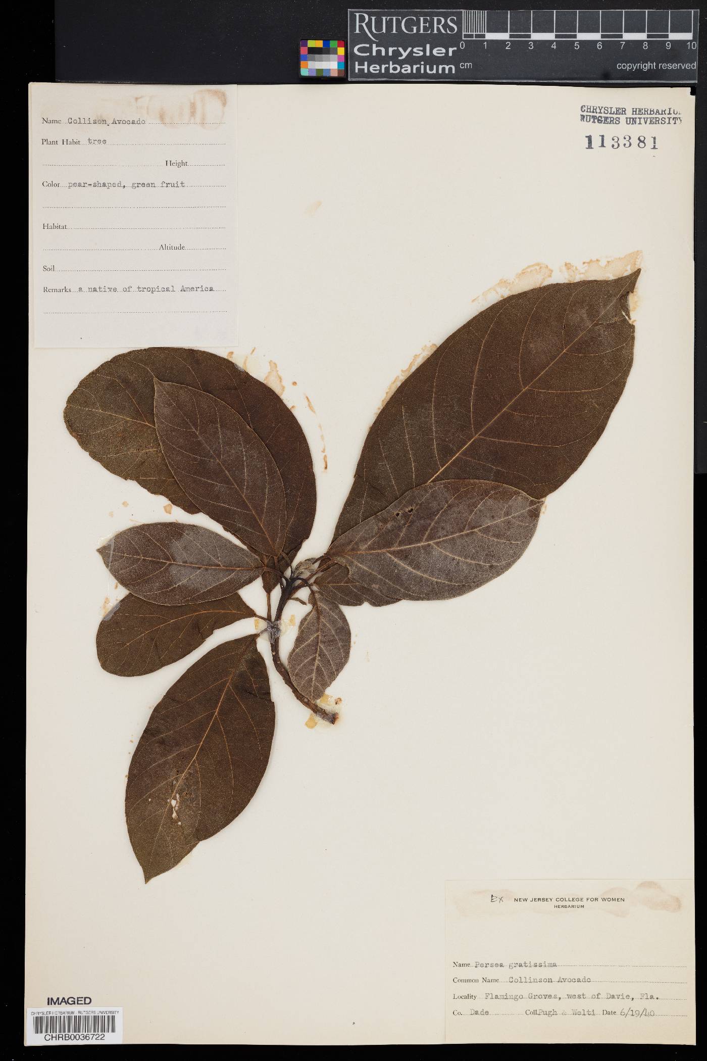 Persea gratissima image