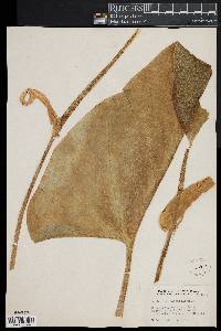 Anthurium cordifolium image
