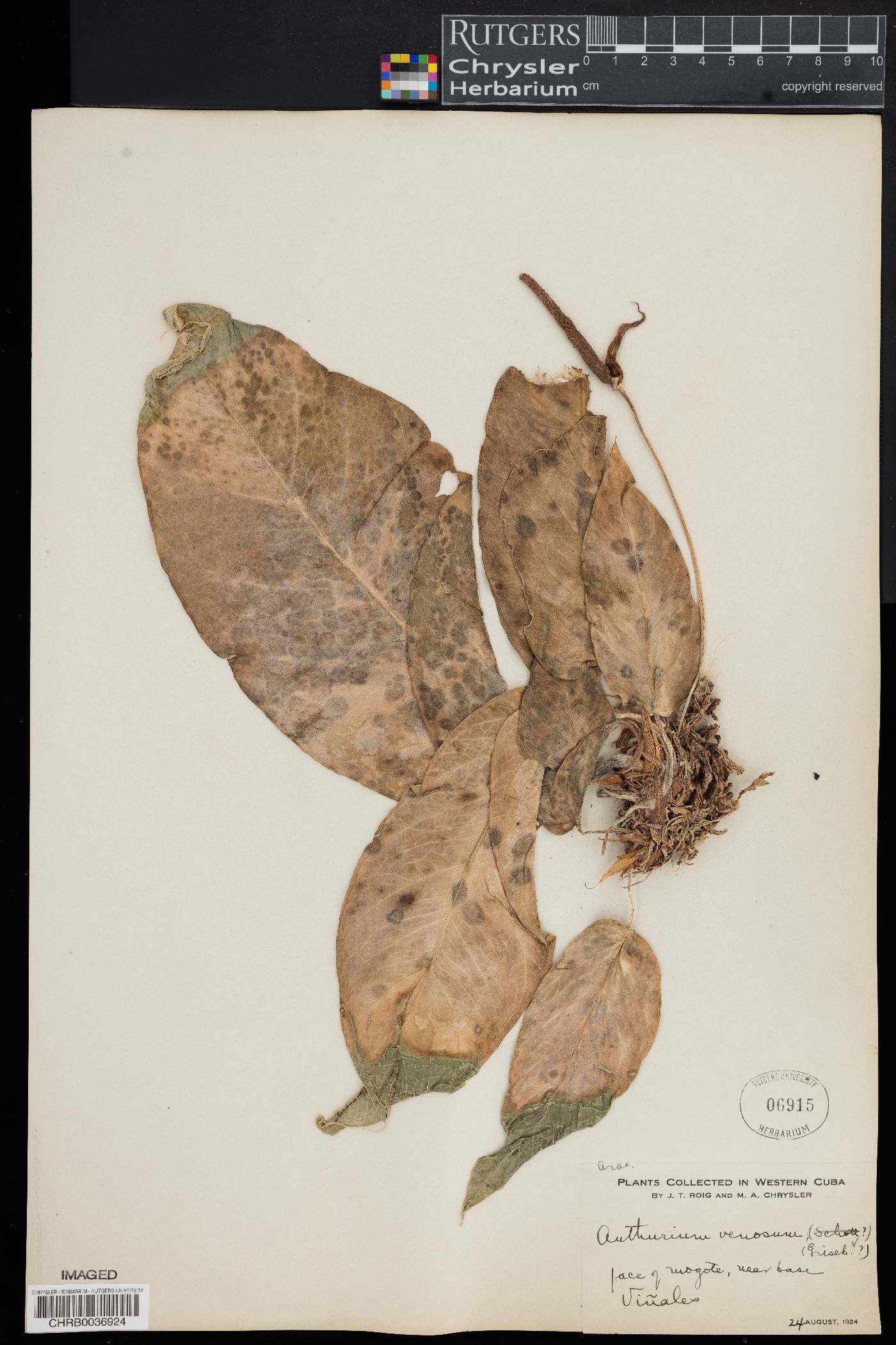 Anthurium venosum image