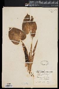 Calla palustris image