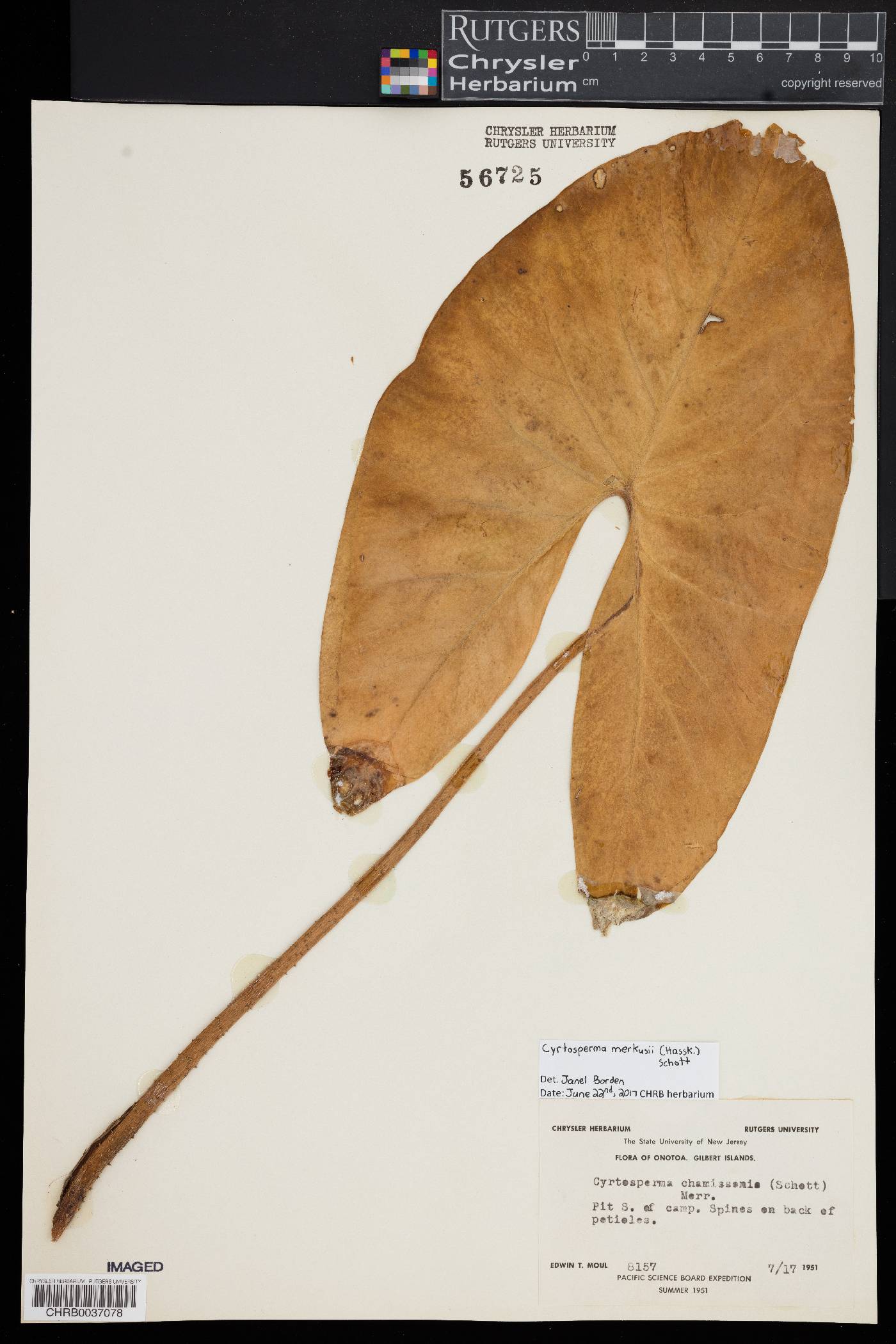 Cyrtosperma merkusii image