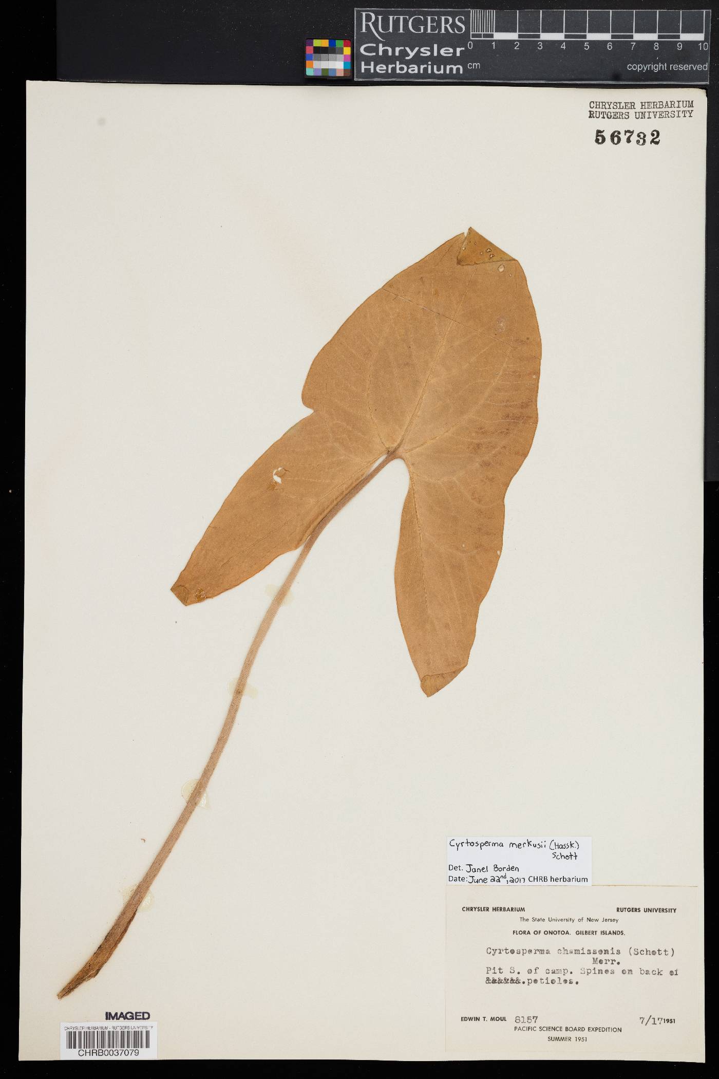 Cyrtosperma chamissonis image