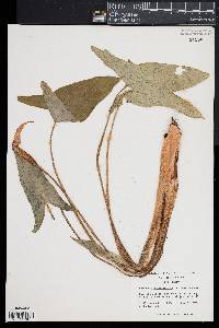 Peltandra sagittifolia image