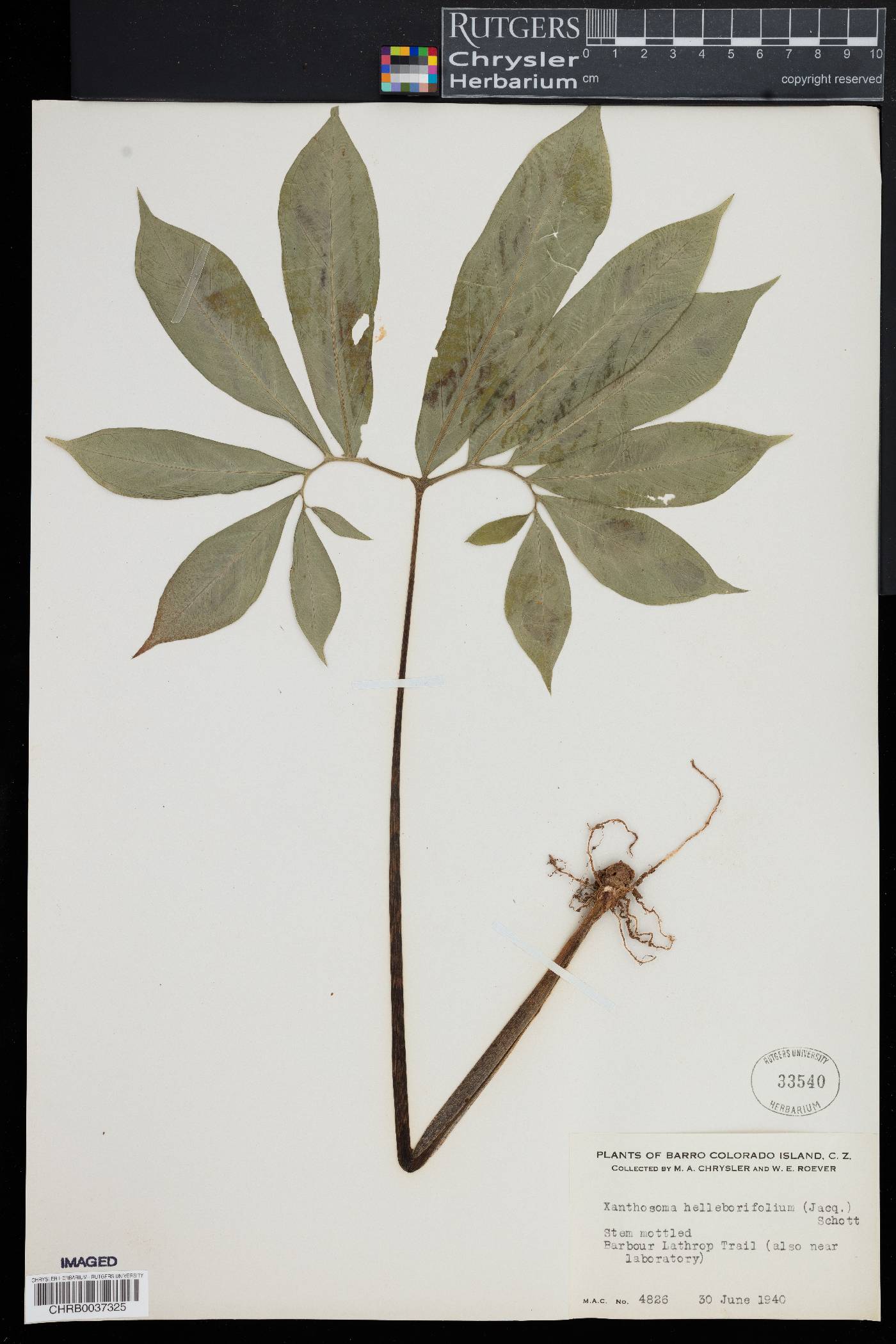 Xanthosoma helleborifolium image