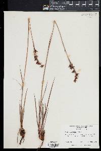 Image of Pleea tenuifolia