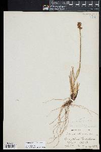 Image of Triantha occidentalis
