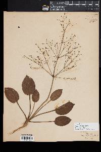 Alisma plantago-aquatica image