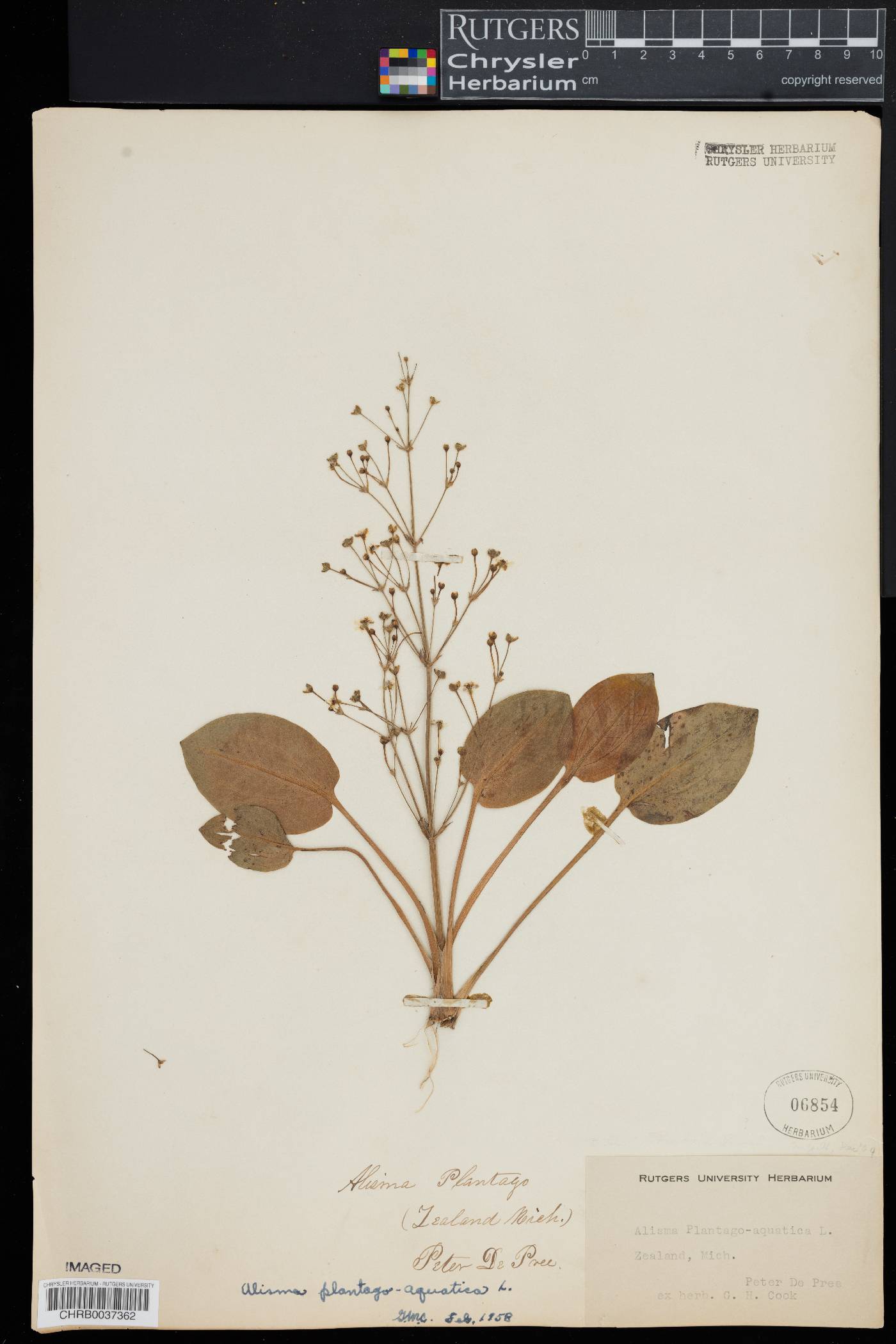 Alisma plantago-aquatica image