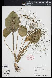 Alisma subcordatum image