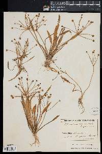 Image of Echinodorus ranunculoides