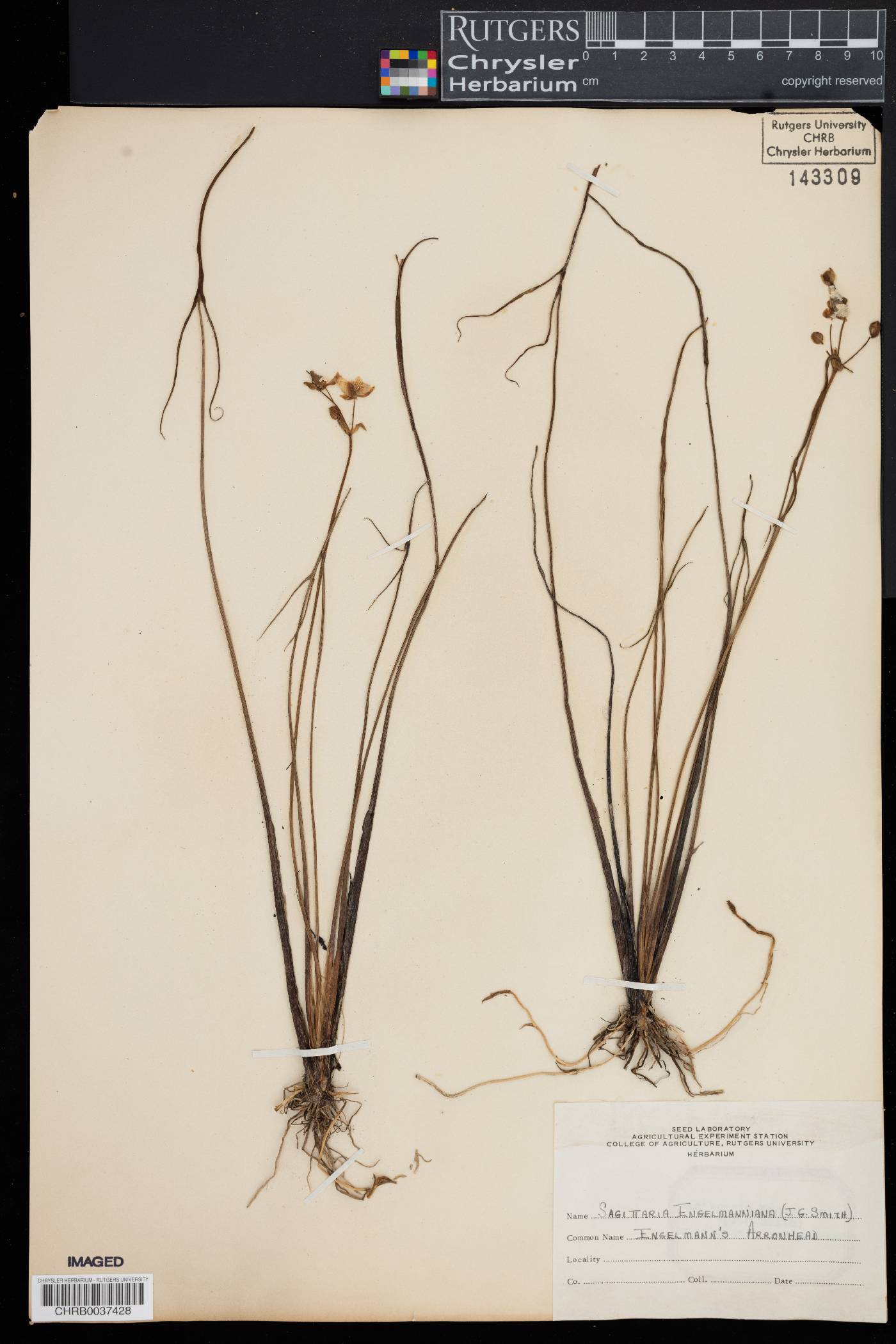 Sagittaria engelmanniana image