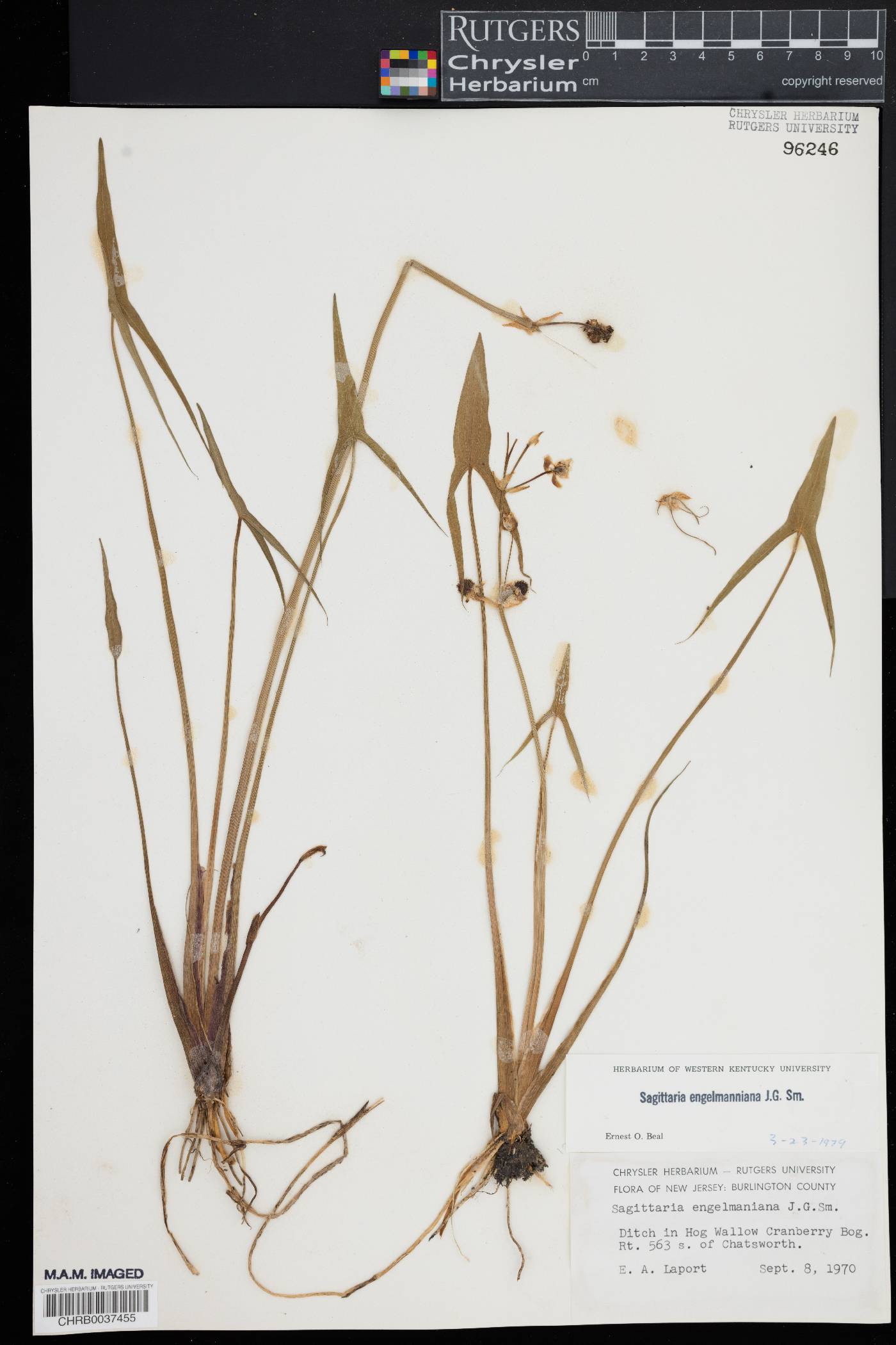 Sagittaria engelmanniana image