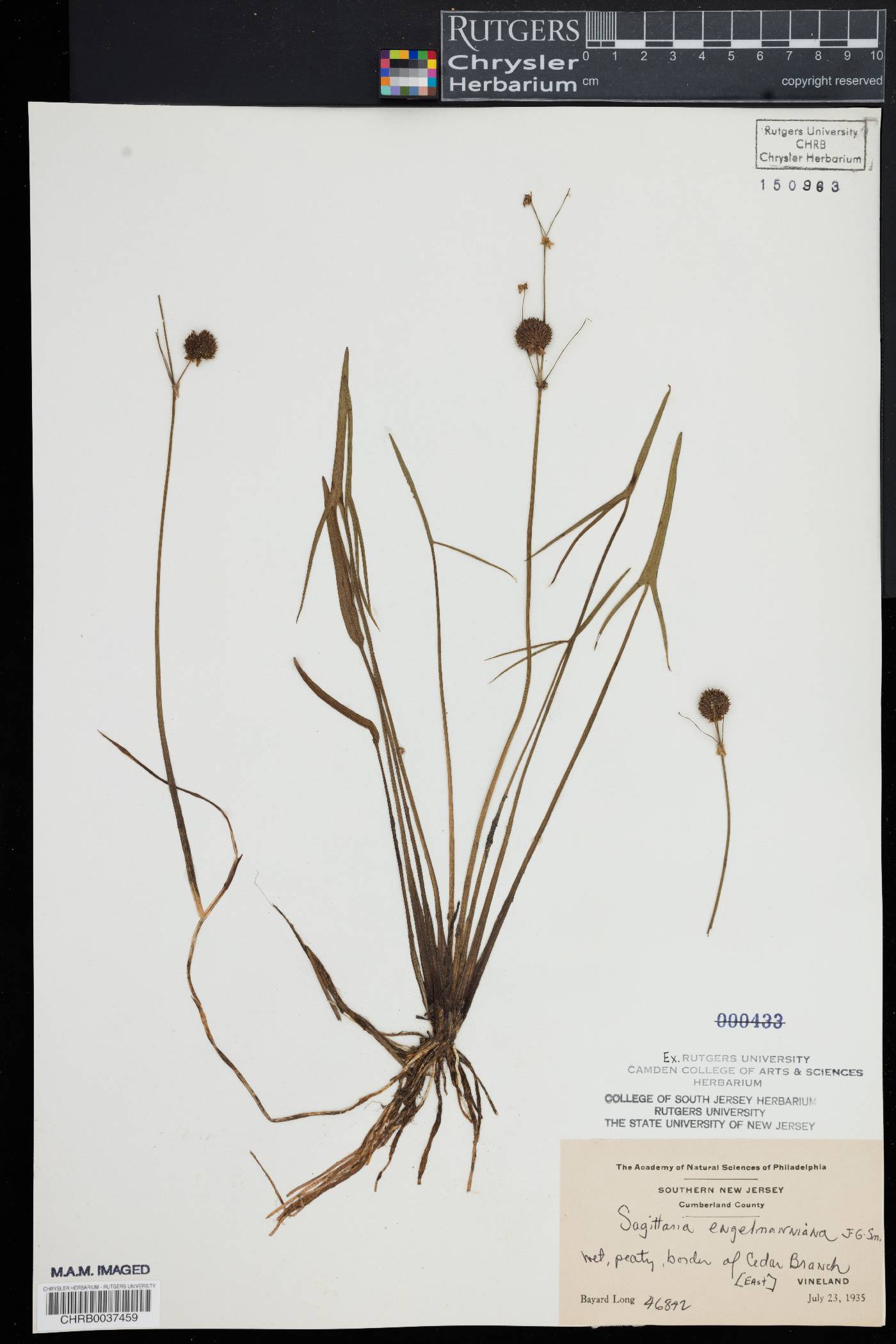 Sagittaria engelmanniana image