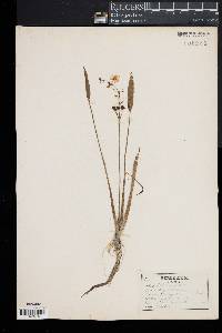 Sagittaria graminea image