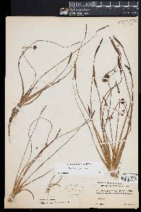 Sagittaria rigida image