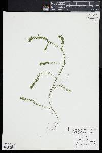 Elodea nuttallii image