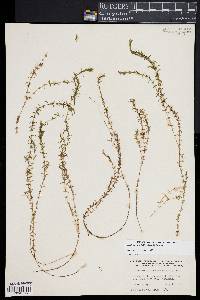 Elodea nuttallii image