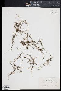Najas flexilis image