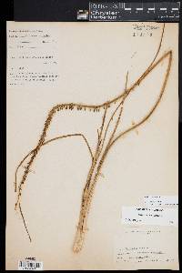 Triglochin maritima image