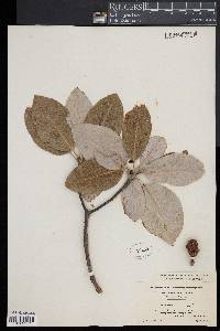 Magnolia virginiana image