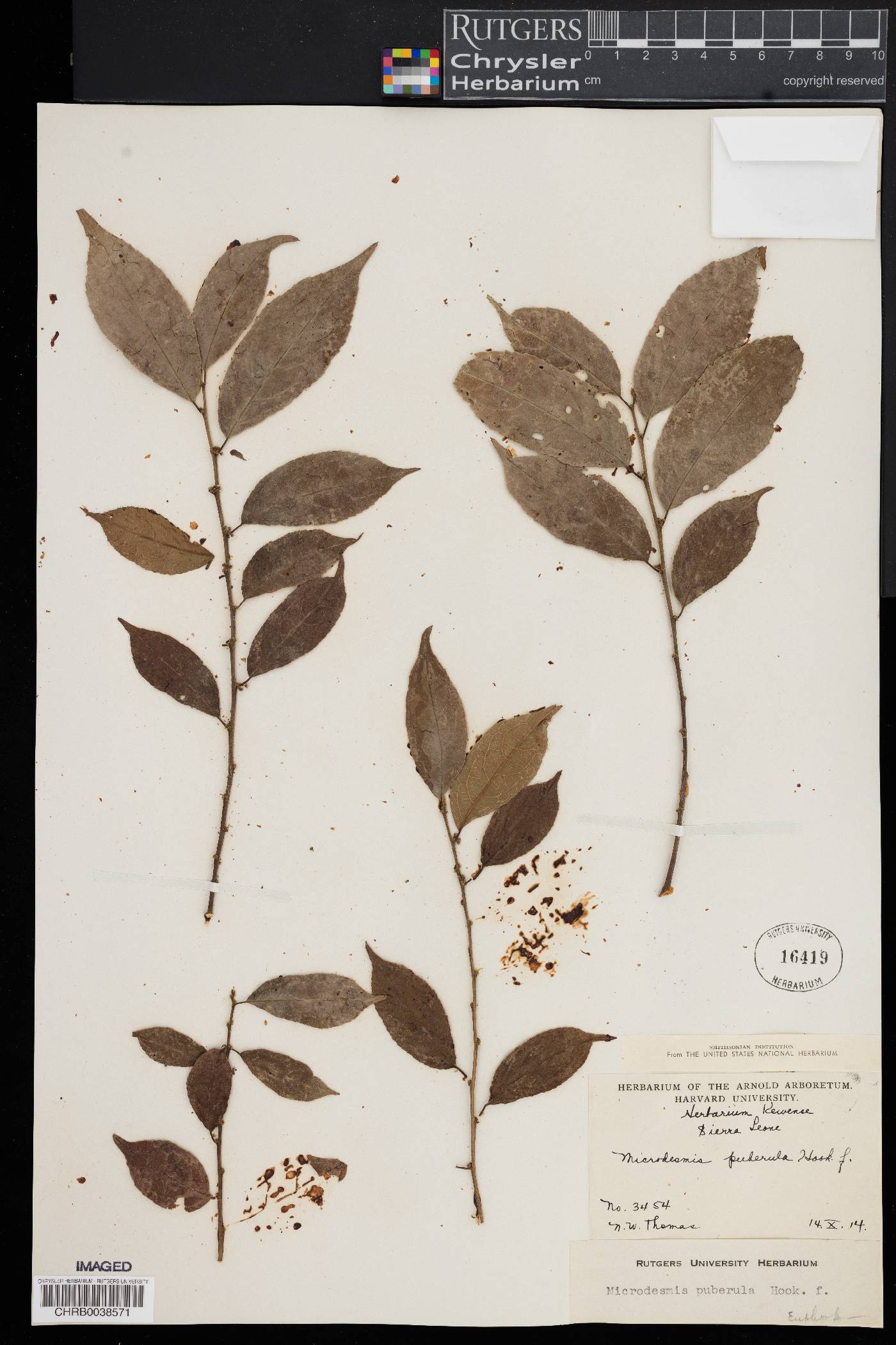 Microdesmis puberula image