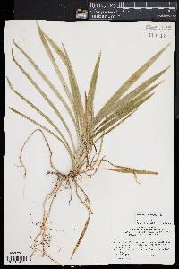 Image of Pandanus conoideus