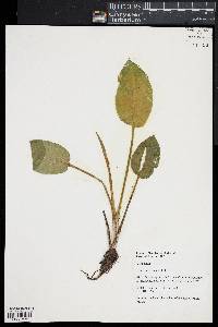 Alisma subcordatum image