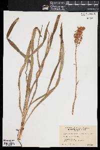 Amianthium muscitoxicum image