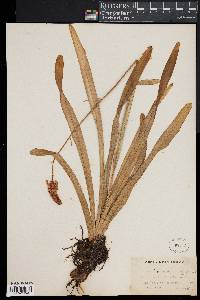 Amianthium muscitoxicum image