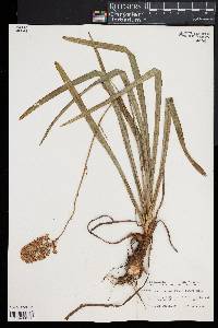 Amianthium muscitoxicum image