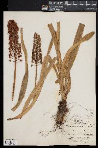 Amianthium muscitoxicum image