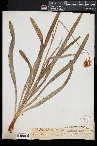 Amianthium muscitoxicum image