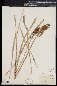 Amianthium muscitoxicum image