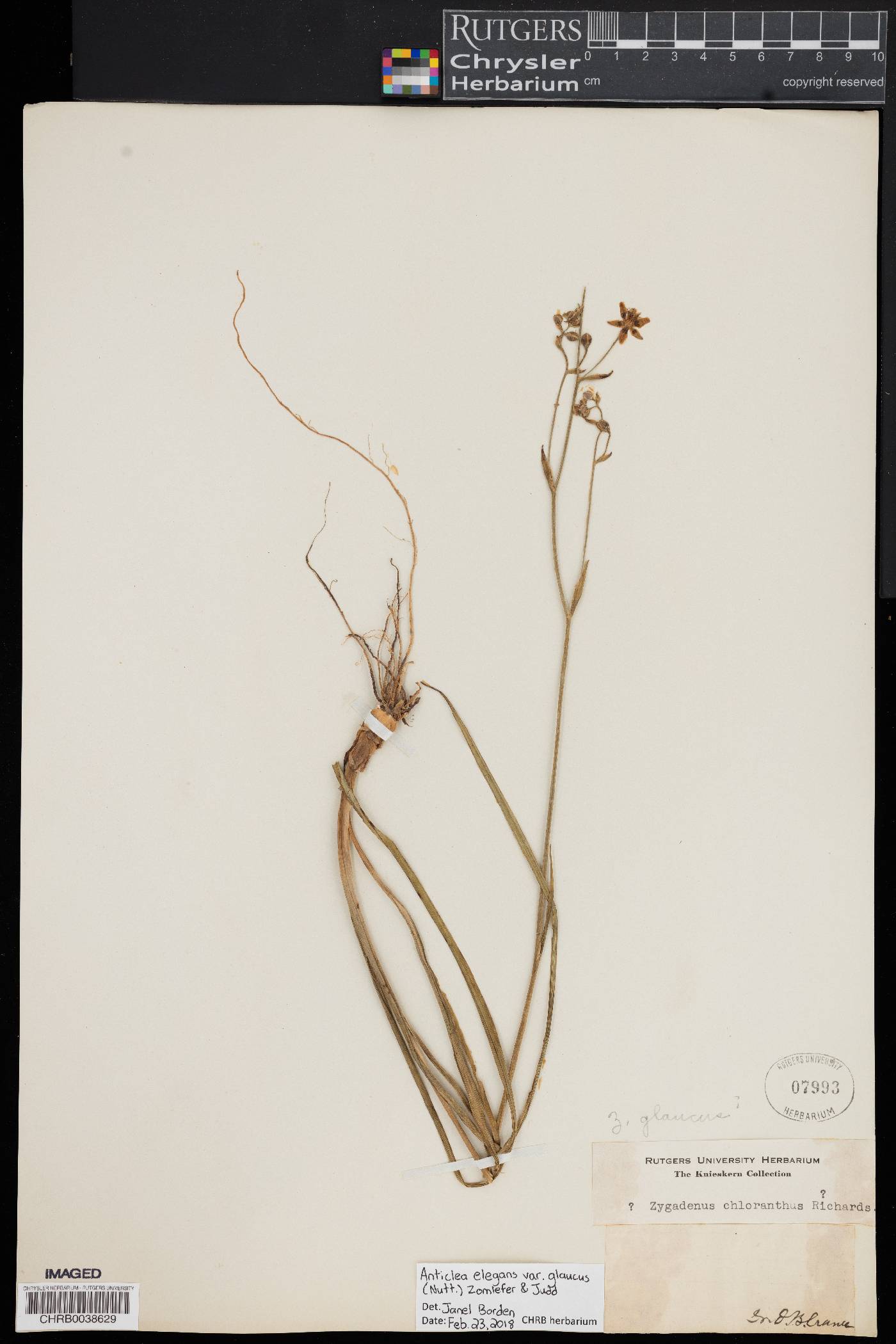 Anticlea elegans subsp. glauca image
