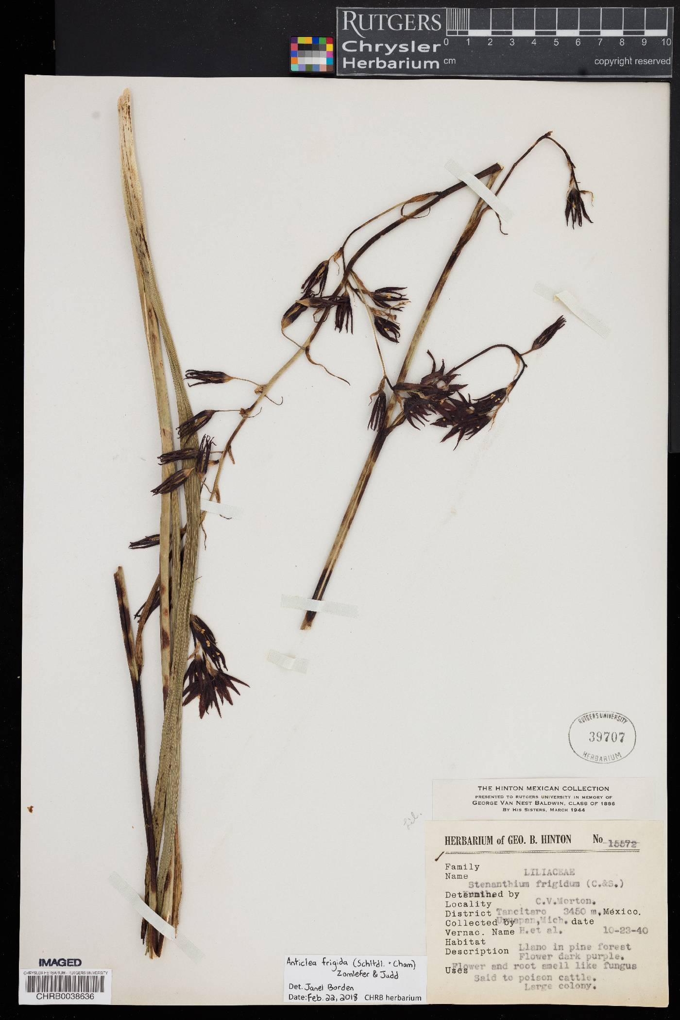 Stenanthium frigidum image