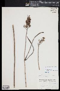 Stenanthium densum image