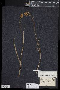 Zigadenus paniculatus image