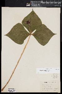 Trillium erectum image