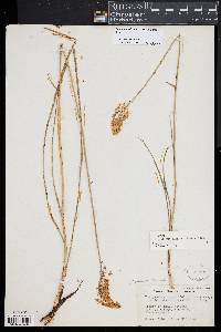 Stenanthium densum image