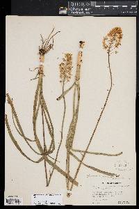 Stenanthium densum image